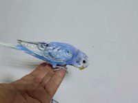 Yavru muhabbet kuşlar