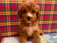 Orjinal Red Maltipoo Bebeğimiz
