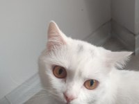 Canım Oğlum Scottish Fold