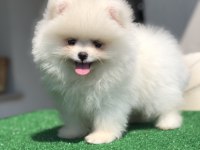 3 aylık 2 dişi üst kalite orijinal Pomeranian boo