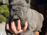 Cane corso en kalitelisi bizde var