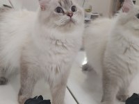British longhair 55 günlük prenses ve prensler