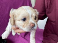 Rezervede yavru köpekler a kaliteli
