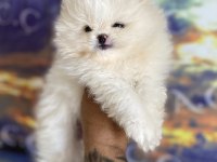 Pomeranian bebekler hazır