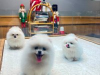 Yavru Teacup Pomeranian Boolarımız