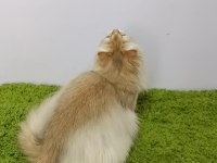 British longhair black golden sevimli cana yakın Uysal