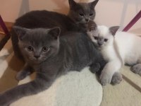 2 aylık british blue point yavru erkek kedim