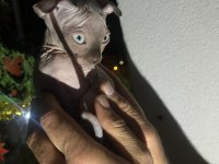 Lewkoy türkiyede çok nadir bulunan lewkoy sfenks bebek