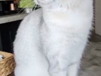 Kedimiz Zeynebime yuva arıyorum