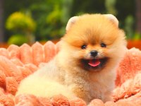 Pomeranian Boo Ayıcık surat Üst kalite bebekler