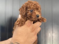 Irk sağlık ve kilo garantili kore poodle
