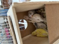 Elimde yavrulu yumurtalı muhabbet kuşu tanımları mevcuttur