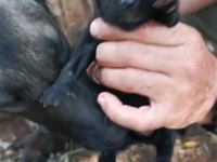 Belçika kurdu kalite asla tesadüf değildir