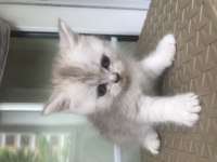 Scottish fold silver