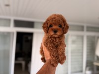 Mersin Toy Poodle Orjinal Yavrular