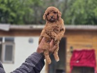 Sağlık Ve Irk Garantili Toy Poodle Yavrular