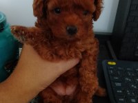 KOREKAN DİŞİ TEACUP RED POODLE