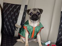 PUG CİNSİ 3.5 AYLIK DİŞİ KÖPEK (EŞYALARIYLA BERABER)