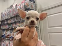 Ped eğitimli aşılı chihuahua kızlarımız