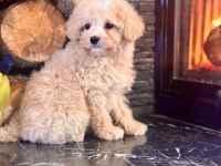 Teddy Surat Kore Kan Maltipoo Yavrularımız