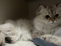 British Longhair ücretsiz yuva
