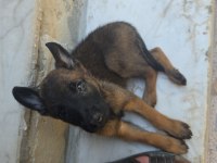 50 Günlük Dişi Malinois