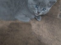 British shorthair gri yavrular