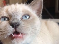 British shorthair