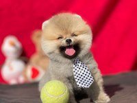 Ankaranın en gözde pomeranian yavruları