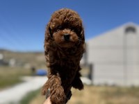Kalite ve güvenin adresi petmode den toy poodle
