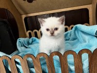 British shorthair yavru kediler