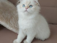 British Longhair Erkek