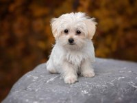 0 boy Maltese erkek yavru