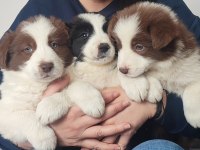 Çok iyi border collie yavruları İstanbul
