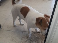 Jack Russell Köpeğimiz Sahiplendirilecek