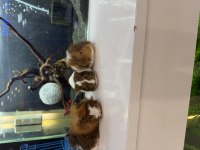 Ginepig Yavruları Citypetshop