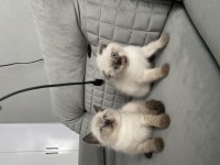 MAVİ GÖZLÜ AYI SURAT A KALİTE BRİTİSH SHORTHAİR