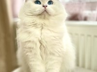 Breeding şecereli by33 tecrübeli british longhair
