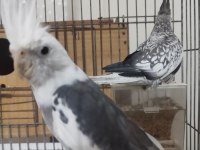 5 adet sultan çift katlı kafes ve eşyalarıyla