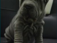 Shar pei ırkının en iyi temsilcileri