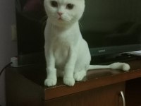 BRİTİSH SHORTHAİR BEYAZ KEDİMİZ YUVASINI ARIYOR