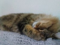 Kedimiz Charlie yuva arıyor