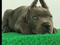 Bahçenize koruma isteyenler aradınız cane corso yavrunuz