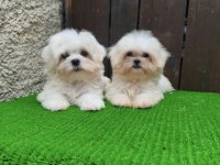 Kore Maltese 3 Aylık