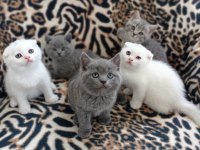 13/05 Doğumlu Top Kafa Scottish Fold Bebişler