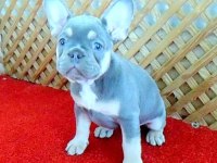 LİLAC AND TAN QUAD DİŞİ FRENCH BULLDOG