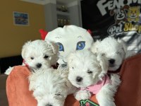 Türkiye’nin en güzel Maltipoo yavrular Ankara 