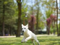 Husky yavrular
