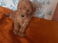 Toy Poodle Yavrular Aile Ortamından