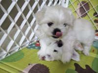 Pet eğitimli ev doğumlu maltese yavrular